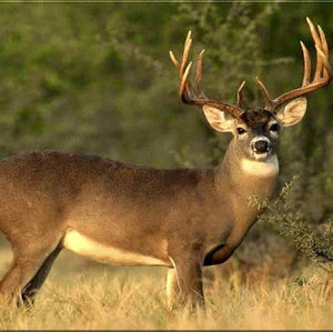 Meet your Posher, Thomas